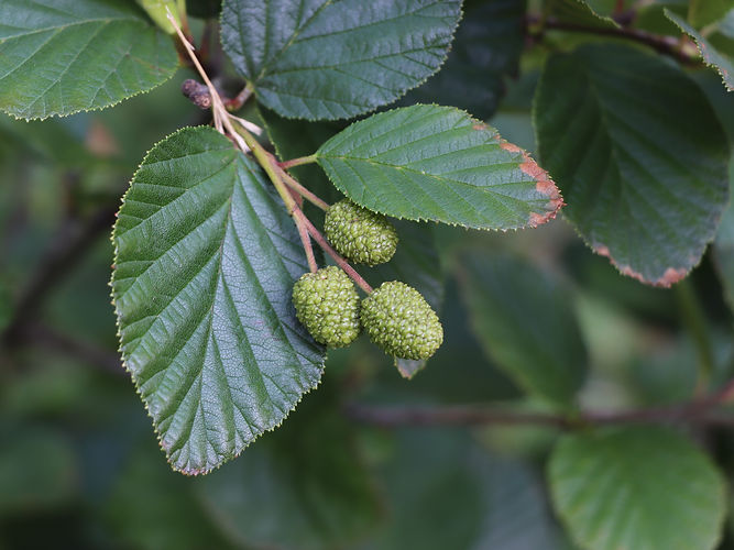 IMG_2203 (Populus tremuloides).jpg