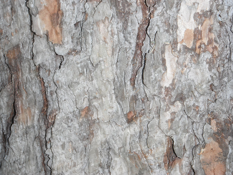 Larix decidua
