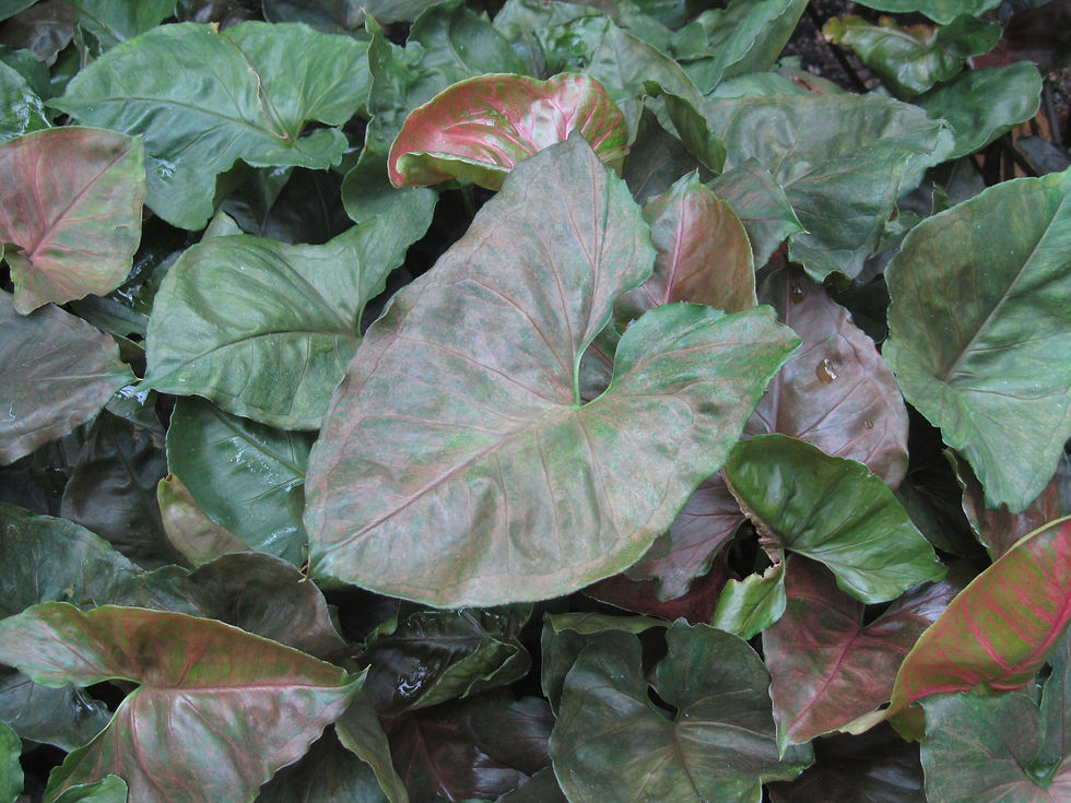 Syngonium podophyllum 'Regina Red'