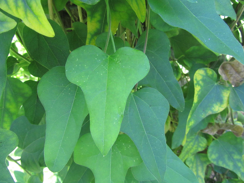 Cocculus orbiculatus