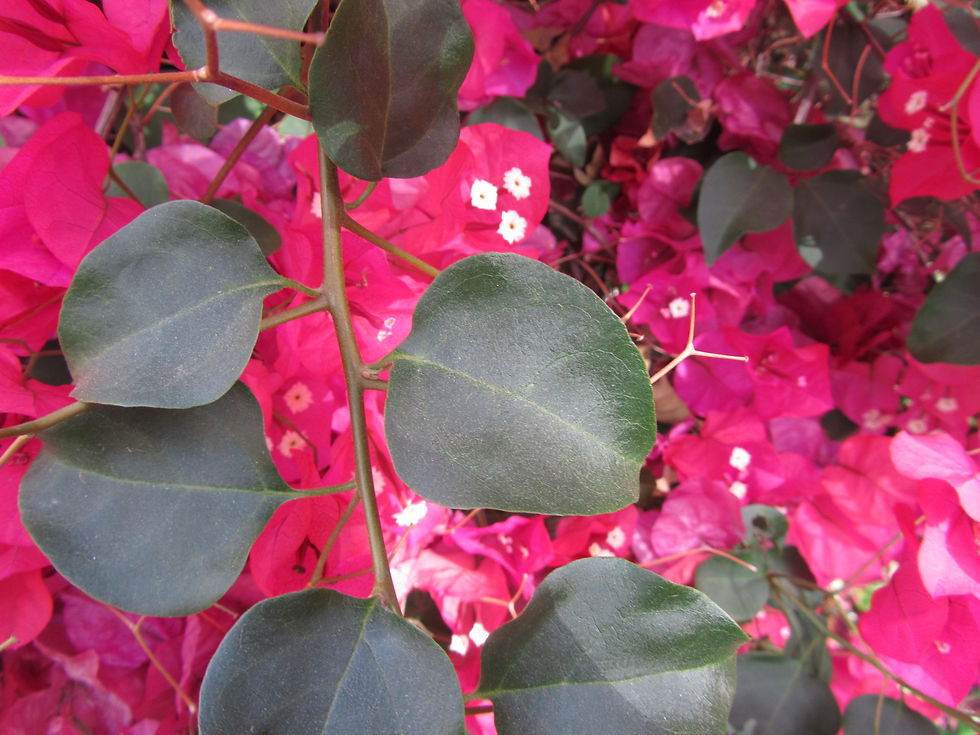 Bougainvillea x buttiana