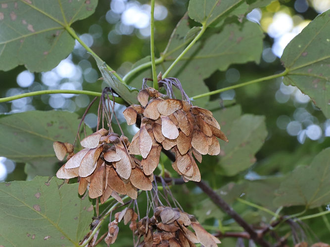 IMG_2203 (Populus tremuloides).jpg