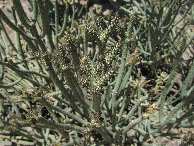 IMG_2203 (Populus tremuloides).jpg
