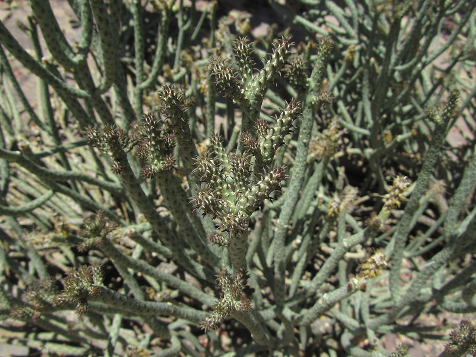 Cylindropuntia ramosissima