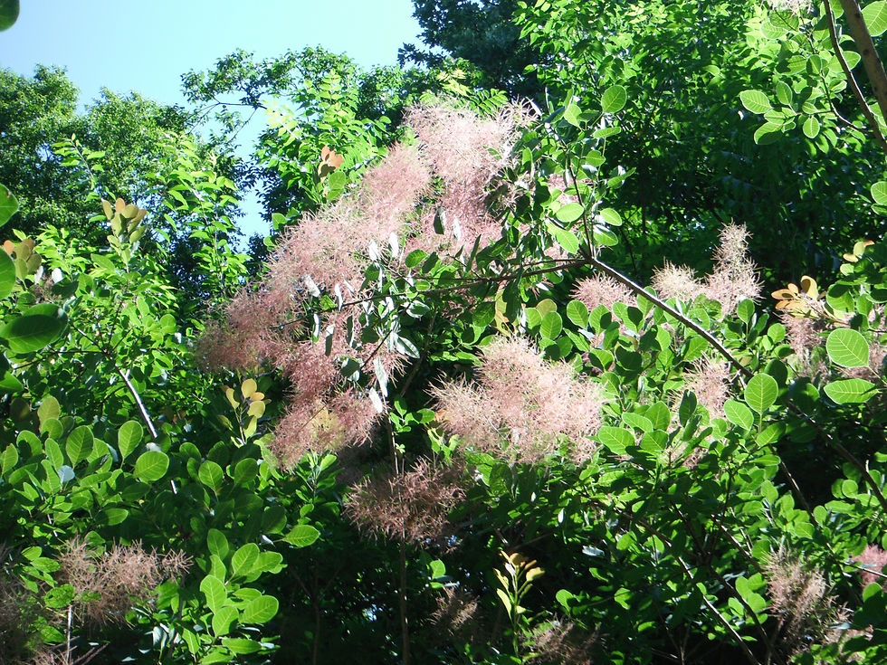 Cotinus coggygria