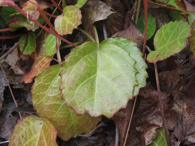 IMG_2203 (Populus tremuloides).jpg