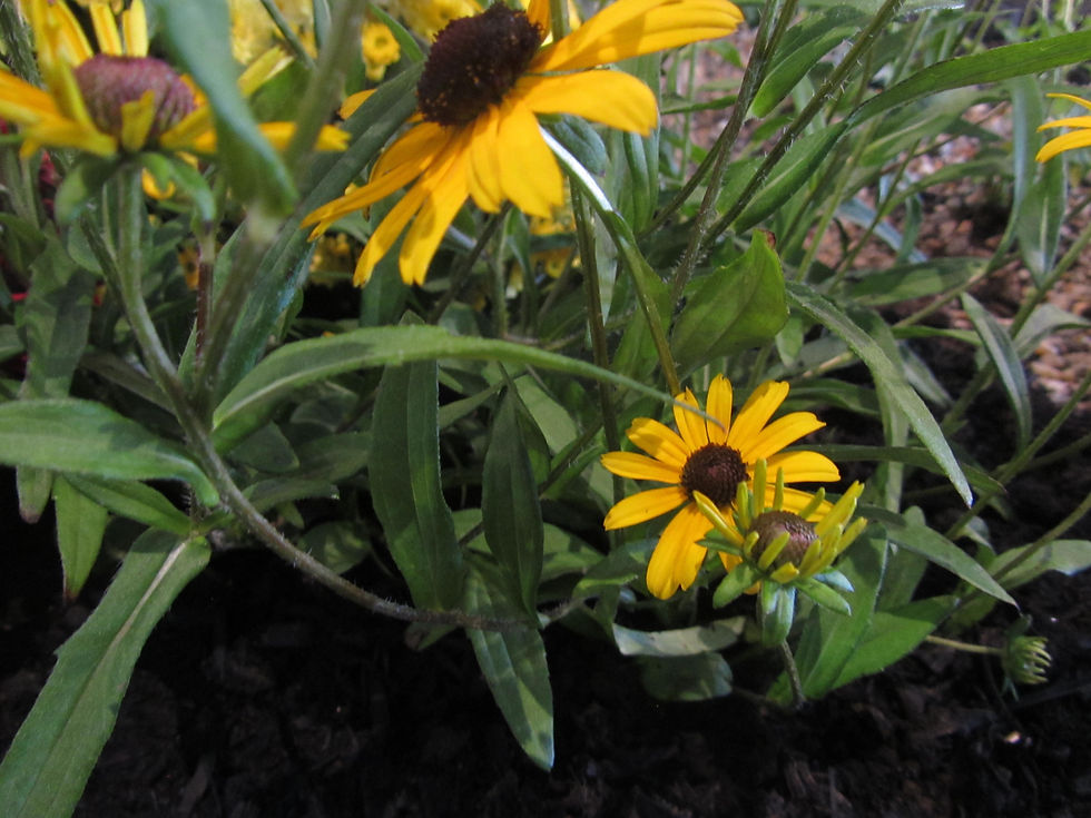 Rudbeckia fulgida var. speciosa 'Viette's Little Suzy'