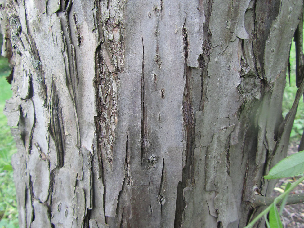 Salix pierotii