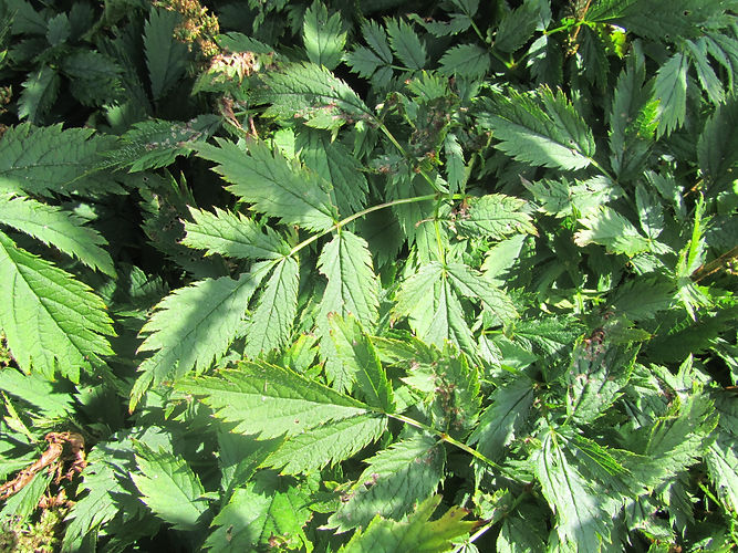 IMG_2203 (Populus tremuloides).jpg