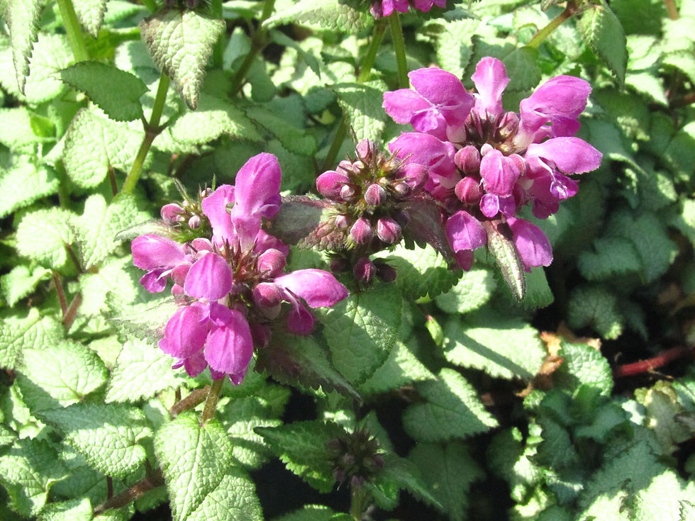 Lamium maculatum 'Purple Dragon'
