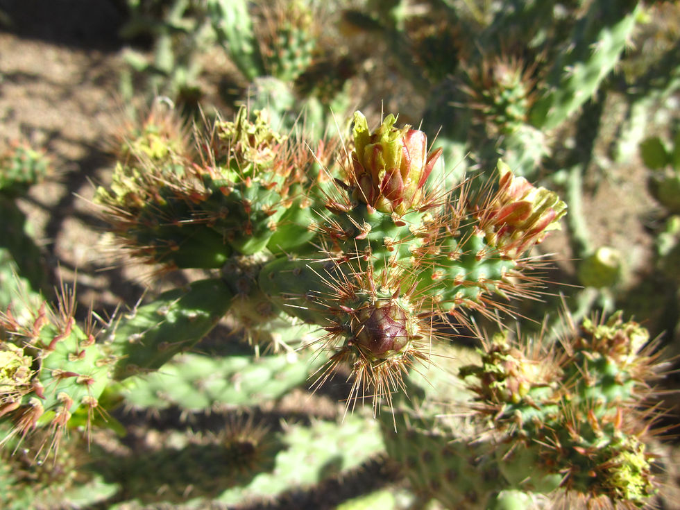Cylindropuntia prolifera