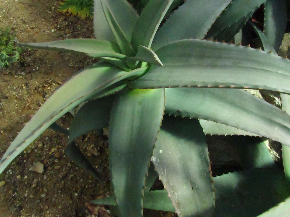 Aloe rubroviolacea
