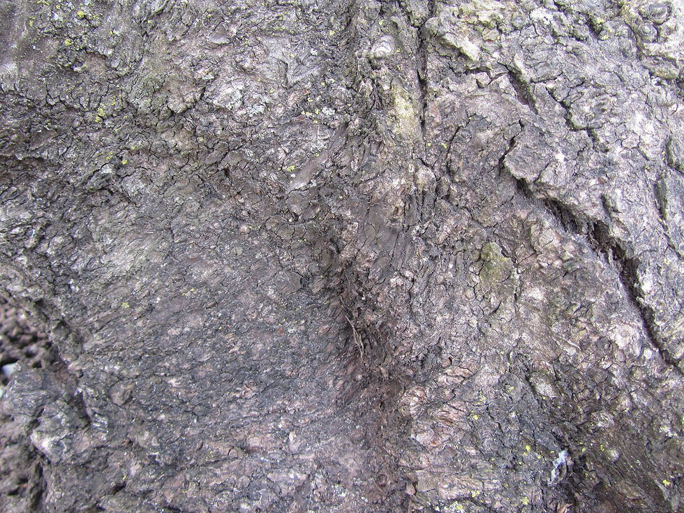 Prunus nipponica