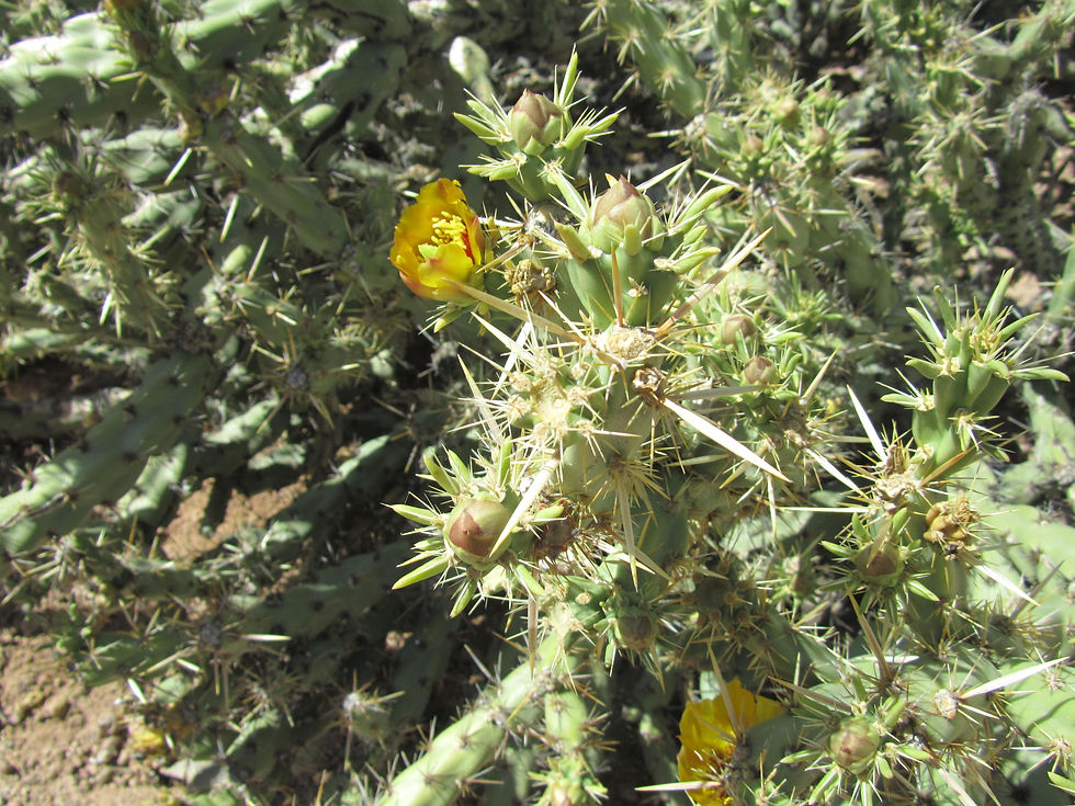 Cylindropuntia acanthocarpa