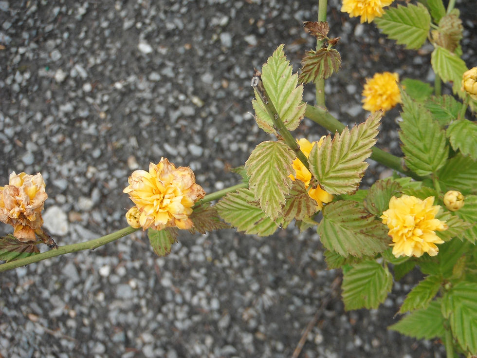 Kerria japonica 'Pleniflora'
