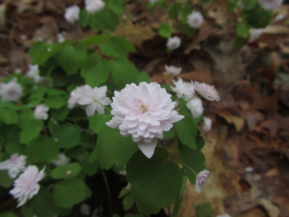 Anemonella thalictroides 'Schoaf's Double Pink'
