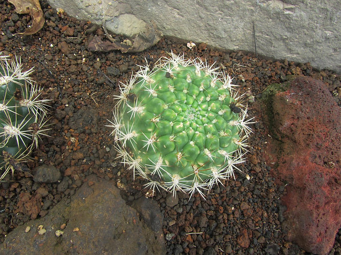 IMG_2203 (Populus tremuloides).jpg