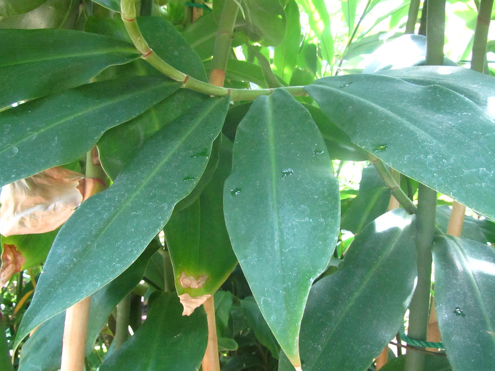 Costus comosus var. bakeri