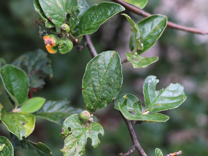 IMG_2203 (Populus tremuloides).jpg