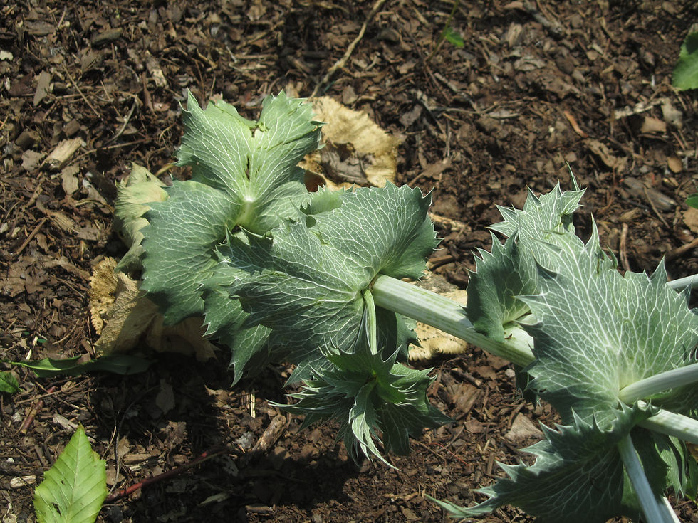 Eryngium giganteum
