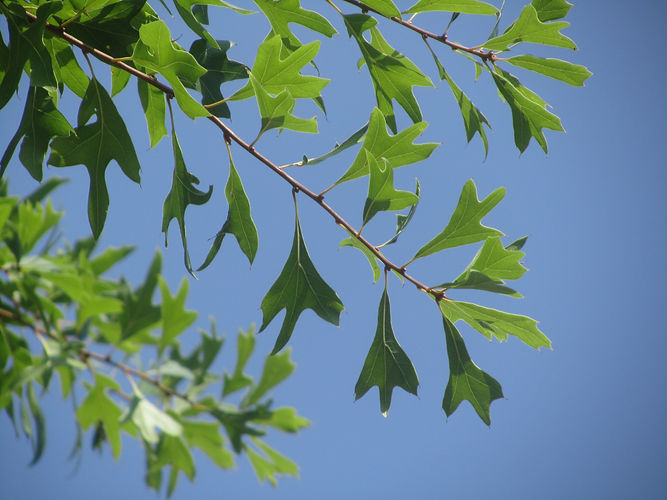 IMG_2203 (Populus tremuloides).jpg