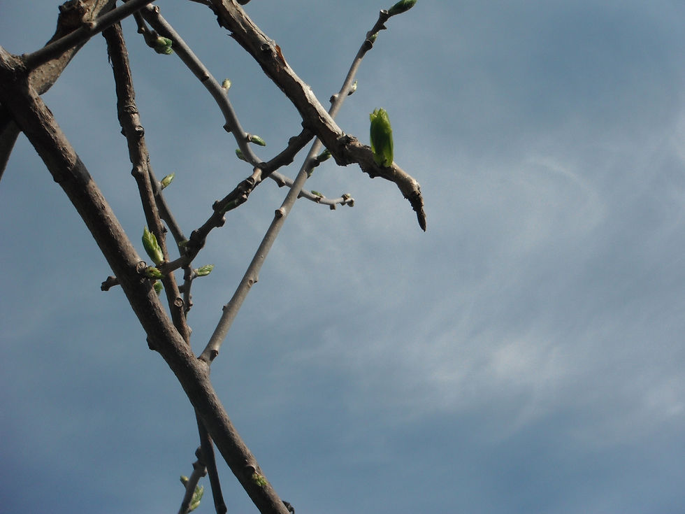 Actinidia arguta