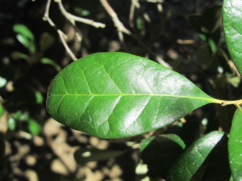 Quercus oleoides