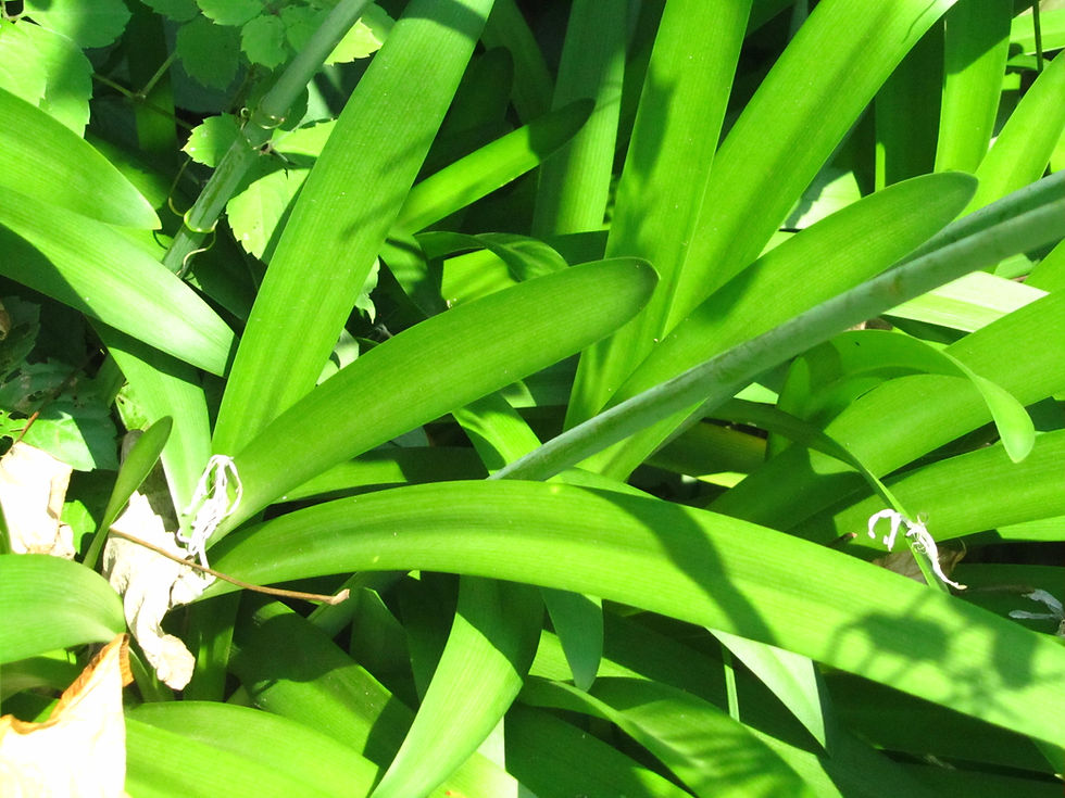 Agapanthus africanus