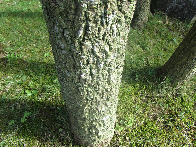 IMG_2203 (Populus tremuloides).jpg