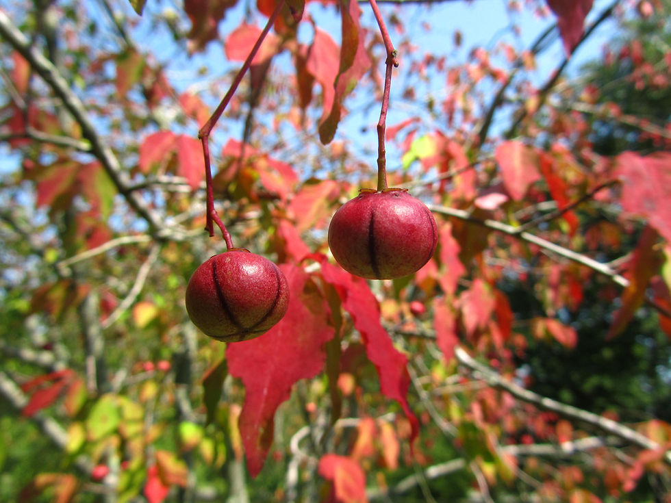 Euonymus oxyphyllus