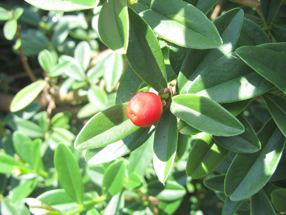 Daphne tangutica