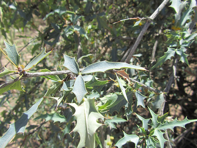 IMG_2203 (Populus tremuloides).jpg
