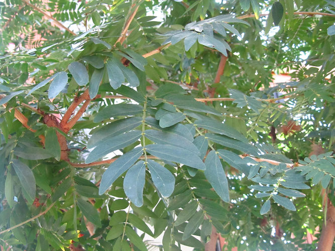 IMG_2203 (Populus tremuloides).jpg
