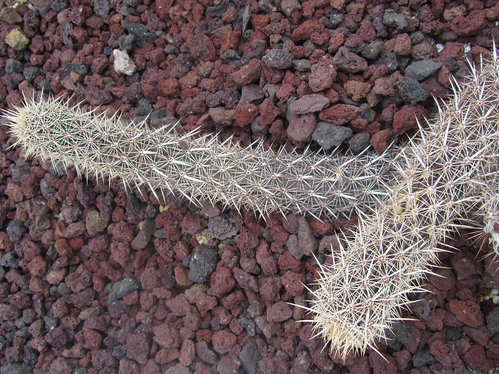 Stenocereus eruca