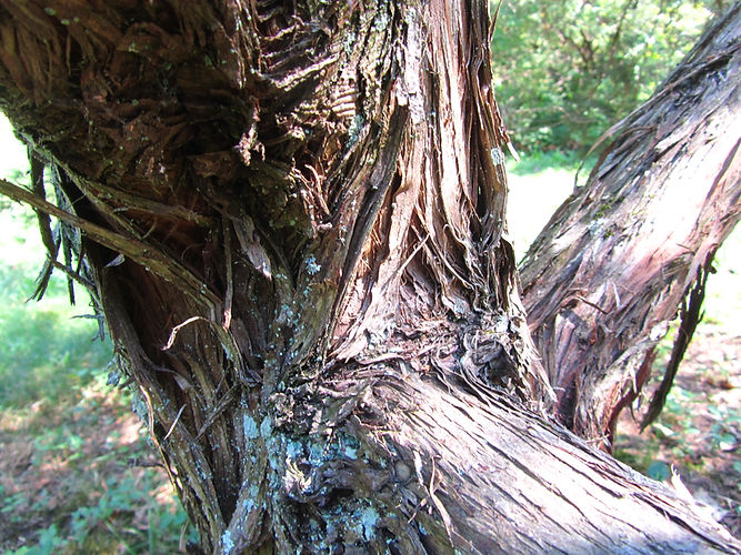 IMG_2203 (Populus tremuloides).jpg