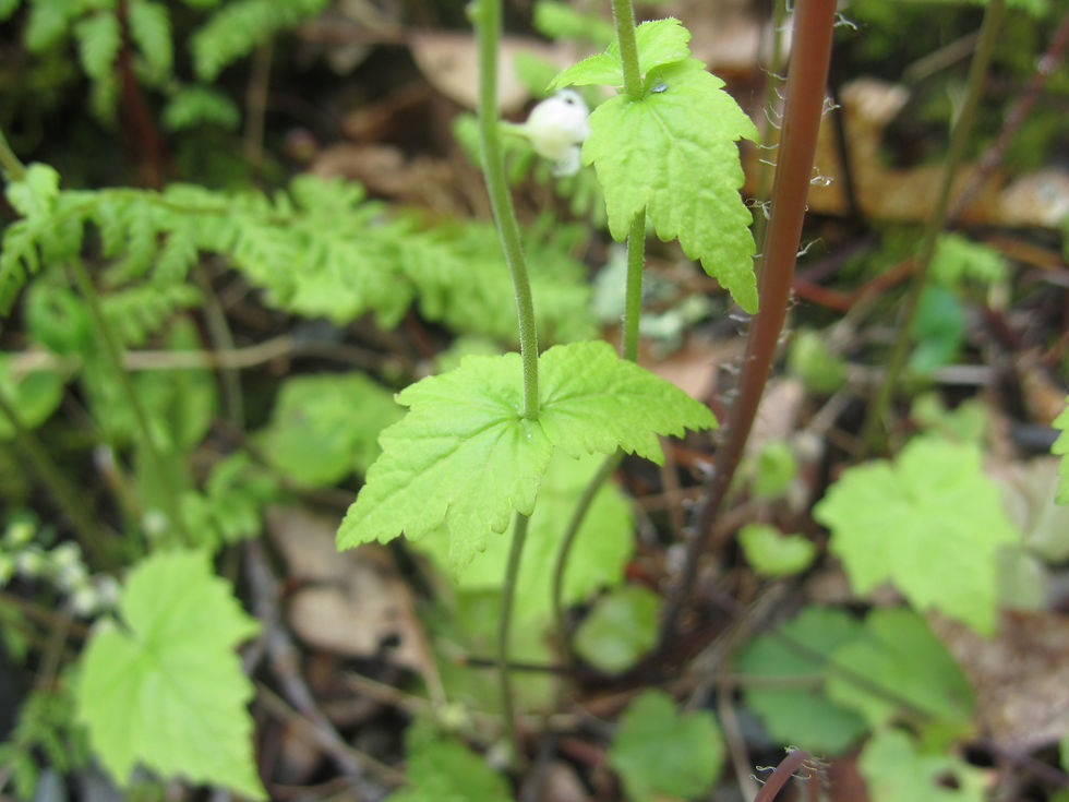 Mitella diphylla