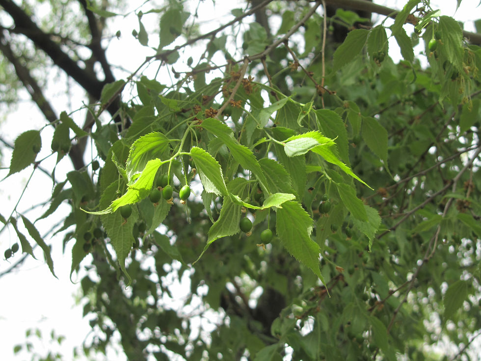 Celtis australis
