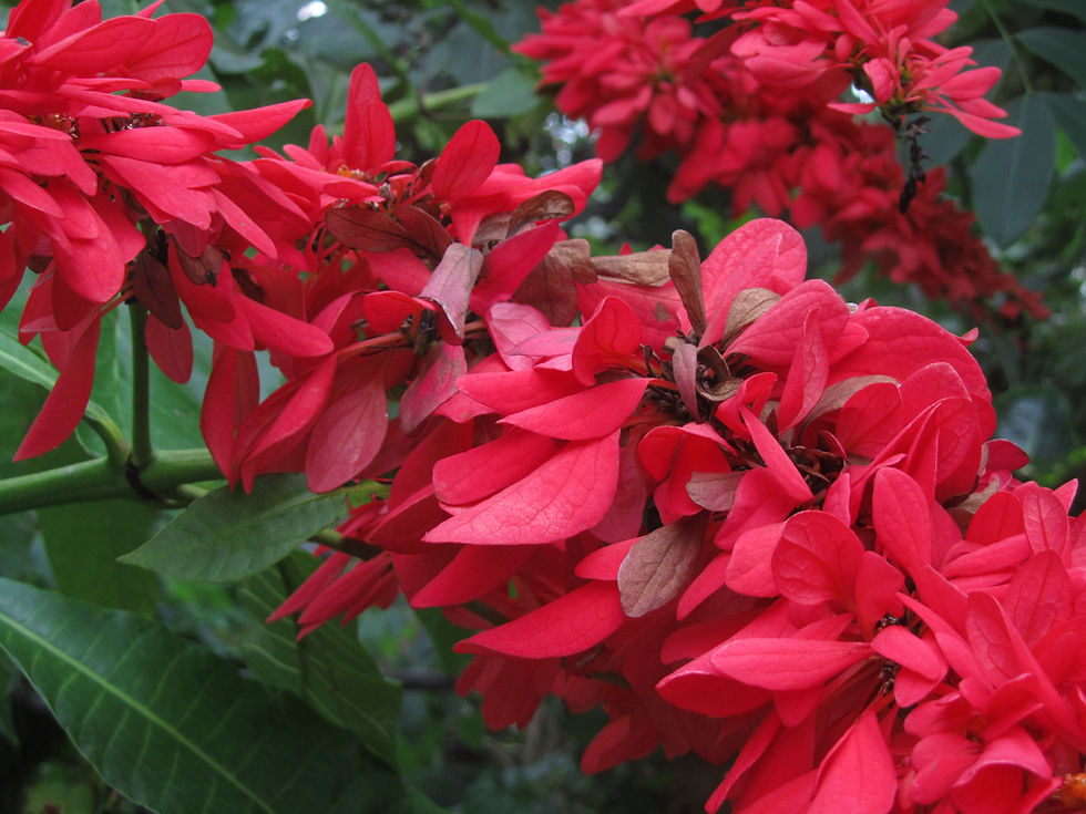 Warszewiczia coccinea 'David Auyang'