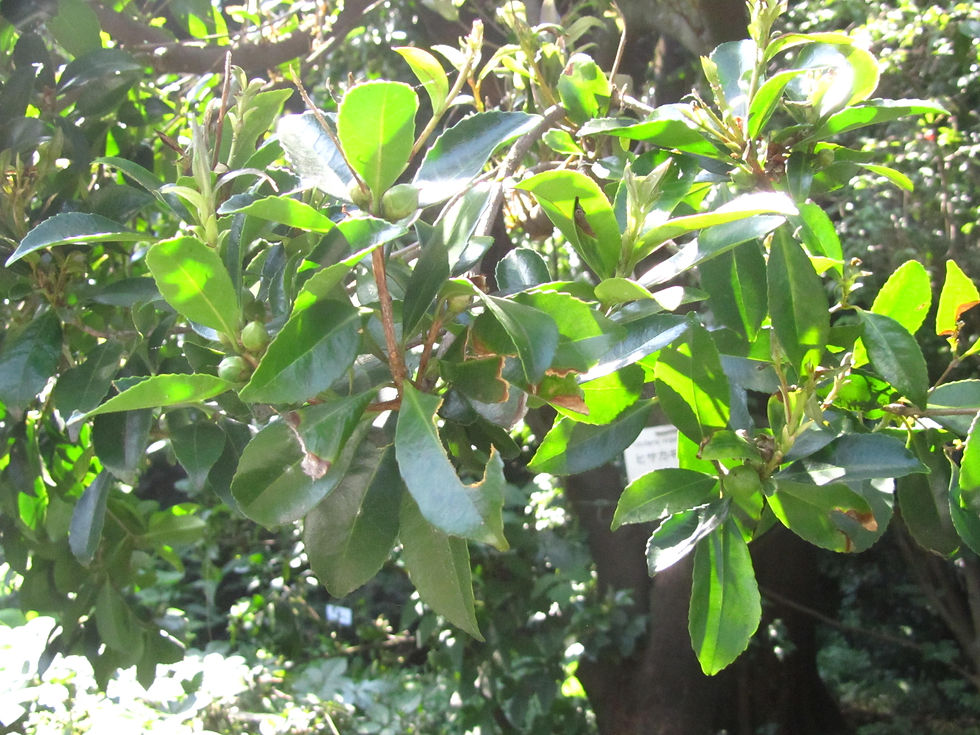 Pyrenaria microcarpa var. microcarpa