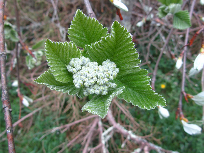 IMG_2203 (Populus tremuloides).jpg