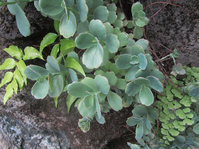 IMG_2203 (Populus tremuloides).jpg