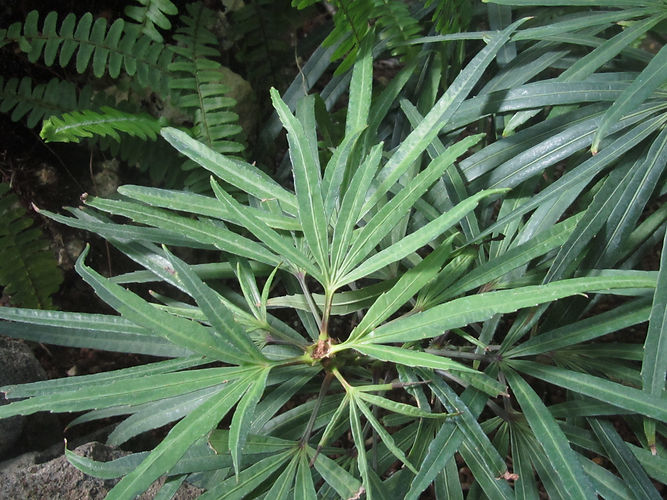 IMG_2203 (Populus tremuloides).jpg