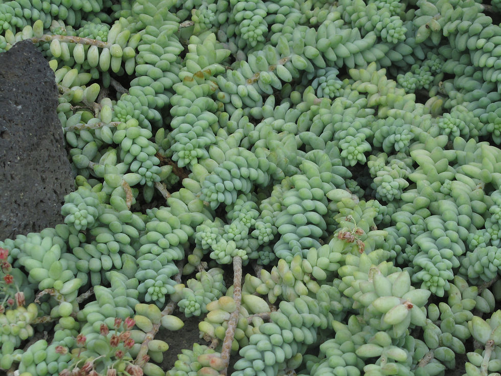 Sedum burrito