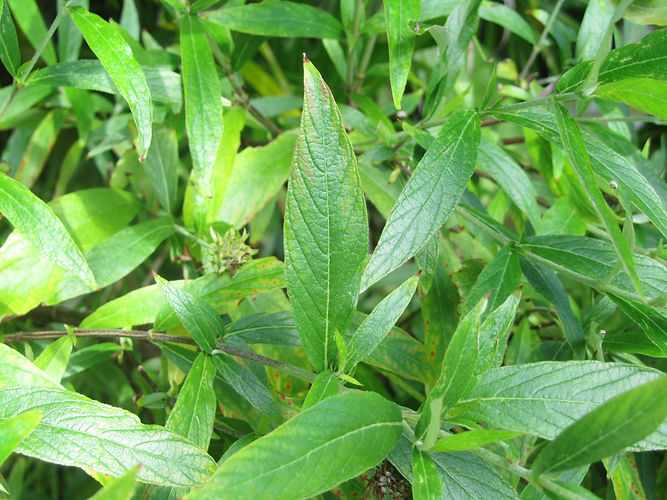 IMG_2203 (Populus tremuloides).jpg