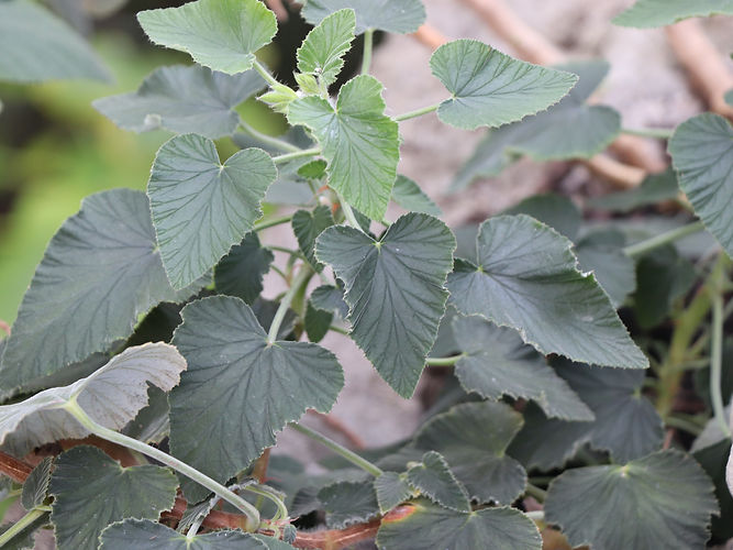 IMG_2203 (Populus tremuloides).jpg
