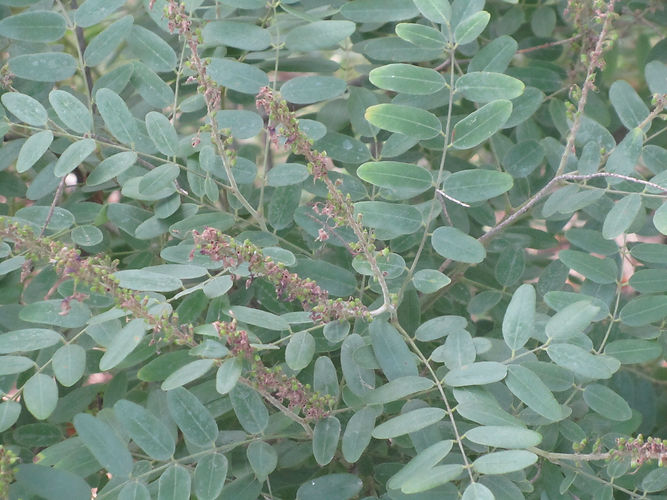 IMG_2203 (Populus tremuloides).jpg