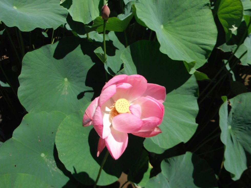 Nelumbo nucifera