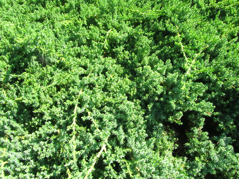 Juniperus procumbens 'Nana'