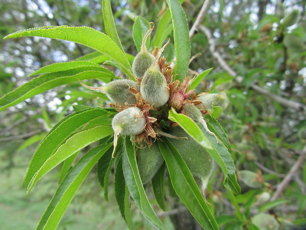 Prunus amygdalus