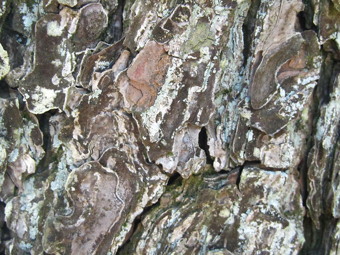 IMG_2203 (Populus tremuloides).jpg